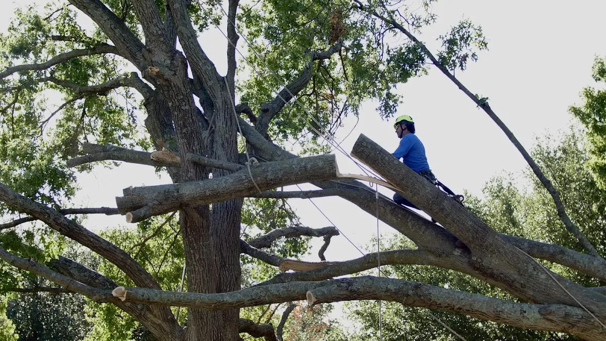 Professional Hazardous Tree Removal performed by certified arborists in Mason